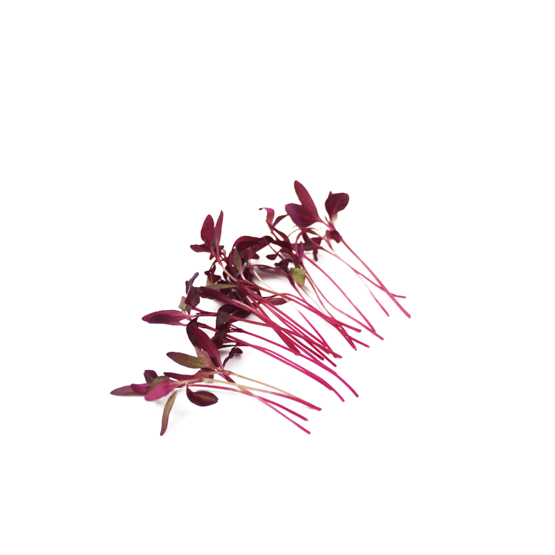 新鲜去根火红苗 西餐摆盘装饰 苗菜 30g/盒 15元/盒