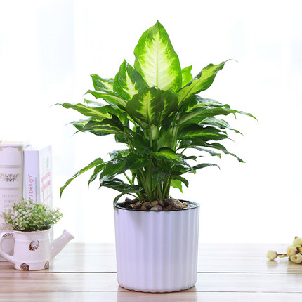 皇后玛丽安盆栽室内观叶绿植绿植花卉四季常青净化空气绿植