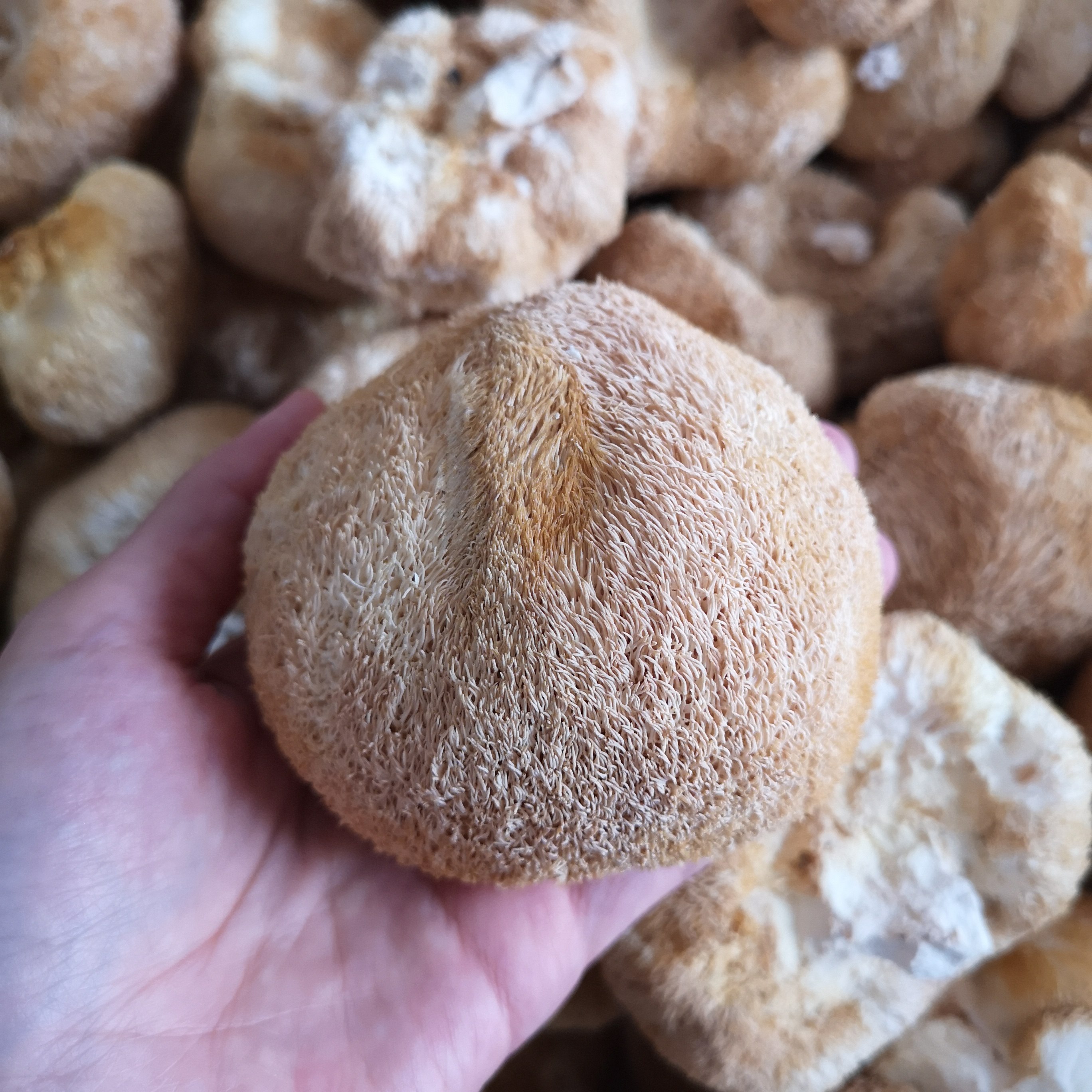 猴头日晒干货500g古田猴菇长白山菌粉新鲜猴头菇