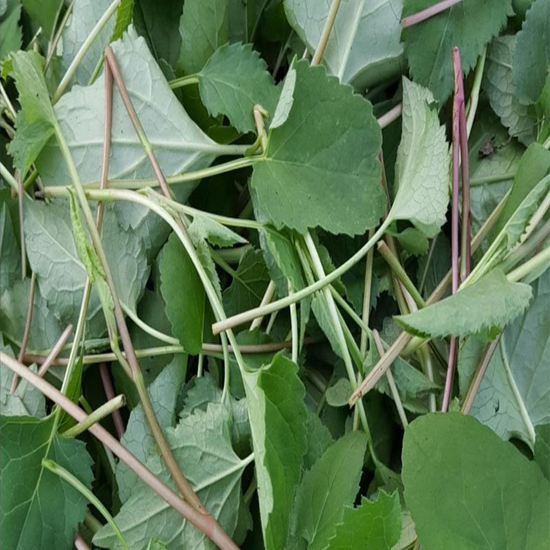 大耳朵毛山野菜东风菜干250g东北延边白云草韩式拌饭盘龙草4件包