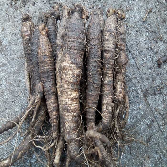 东北延边新鲜带皮养殖沙参500克玉竹麦冬汤山其它