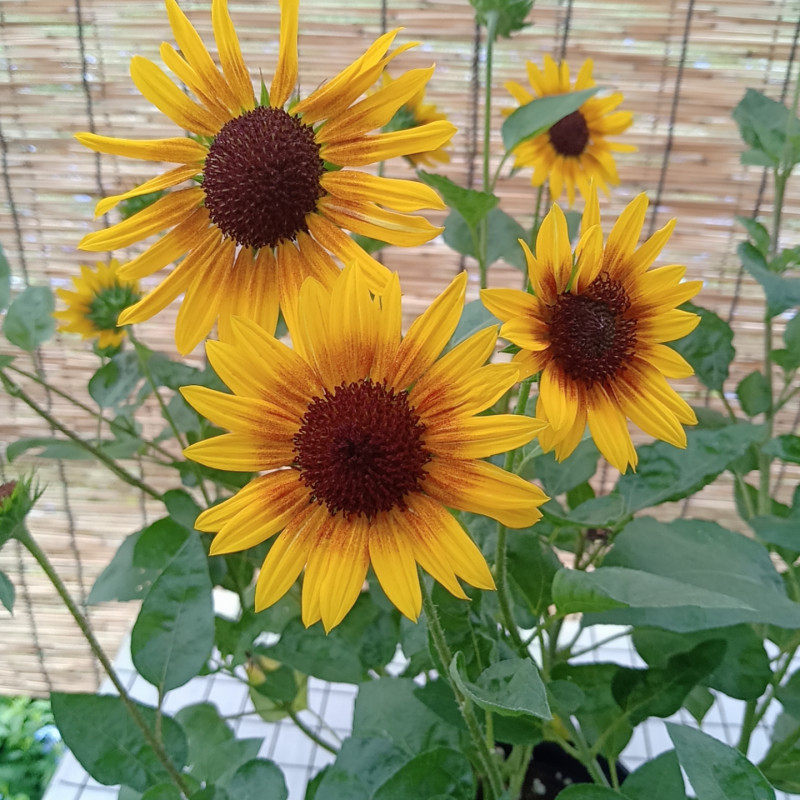 光辉岁月向日葵盆栽花苗阳台庭院多年生花卉花期长花时令草本花卉