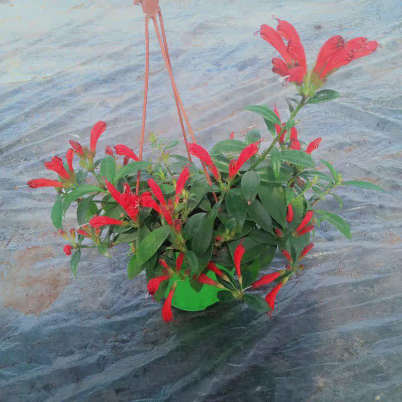 凤凰鱼花口红直立植物盆栽阳台庭院金鱼花火凤凰时令草本花卉