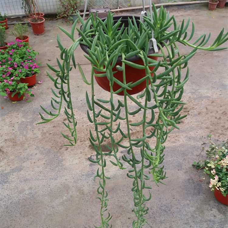 植物盆栽多肉羊角吊兰防辐射绿植花卉可垂净化空气绿植