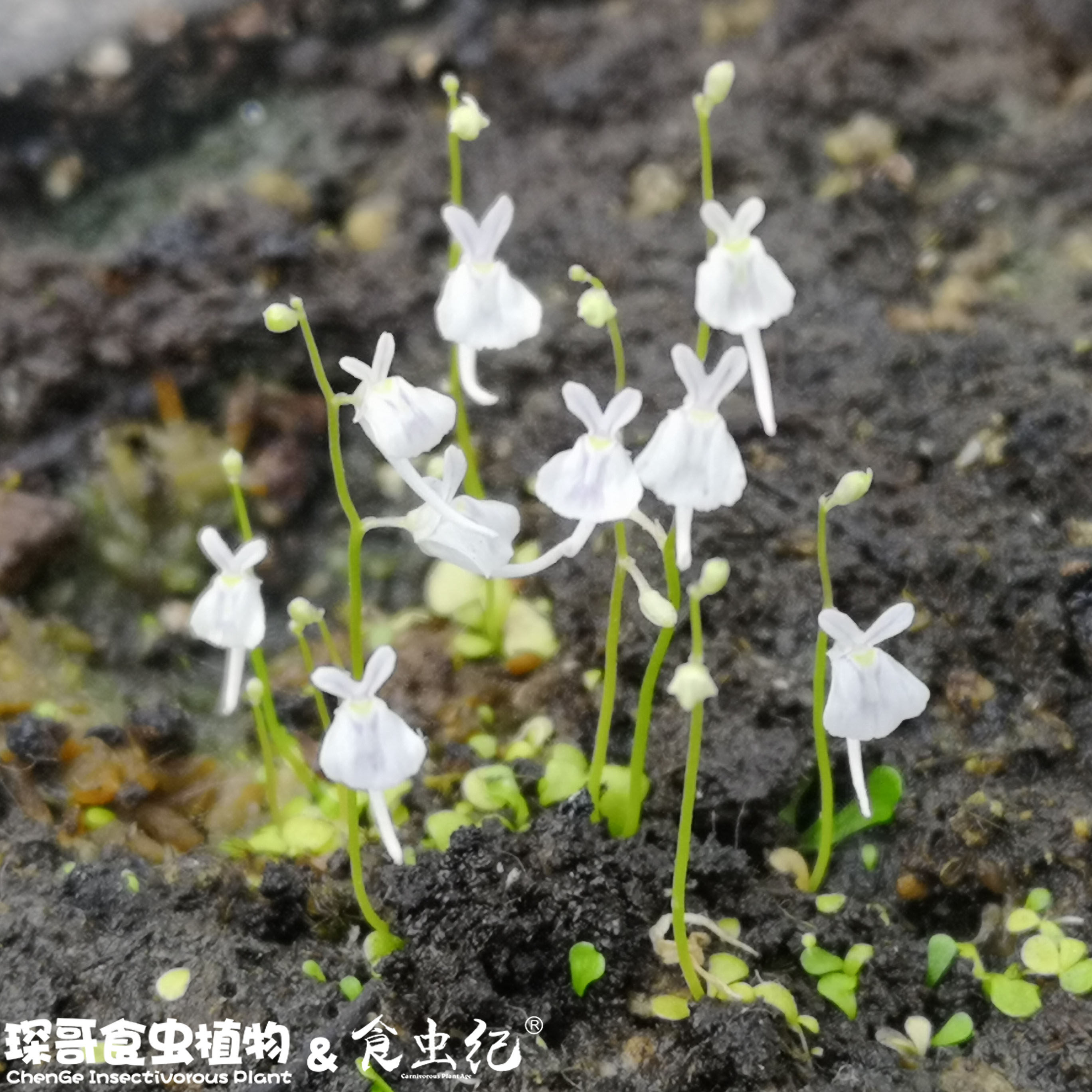 造景小白兔狸藻室内水培花卉可爱萌物鱼缸景观绿植