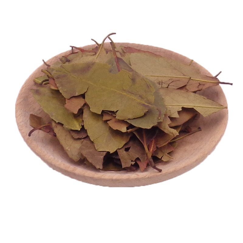 中药材天然四季青500克包邮 正品四季青叶 红冬青 正品四季青叶