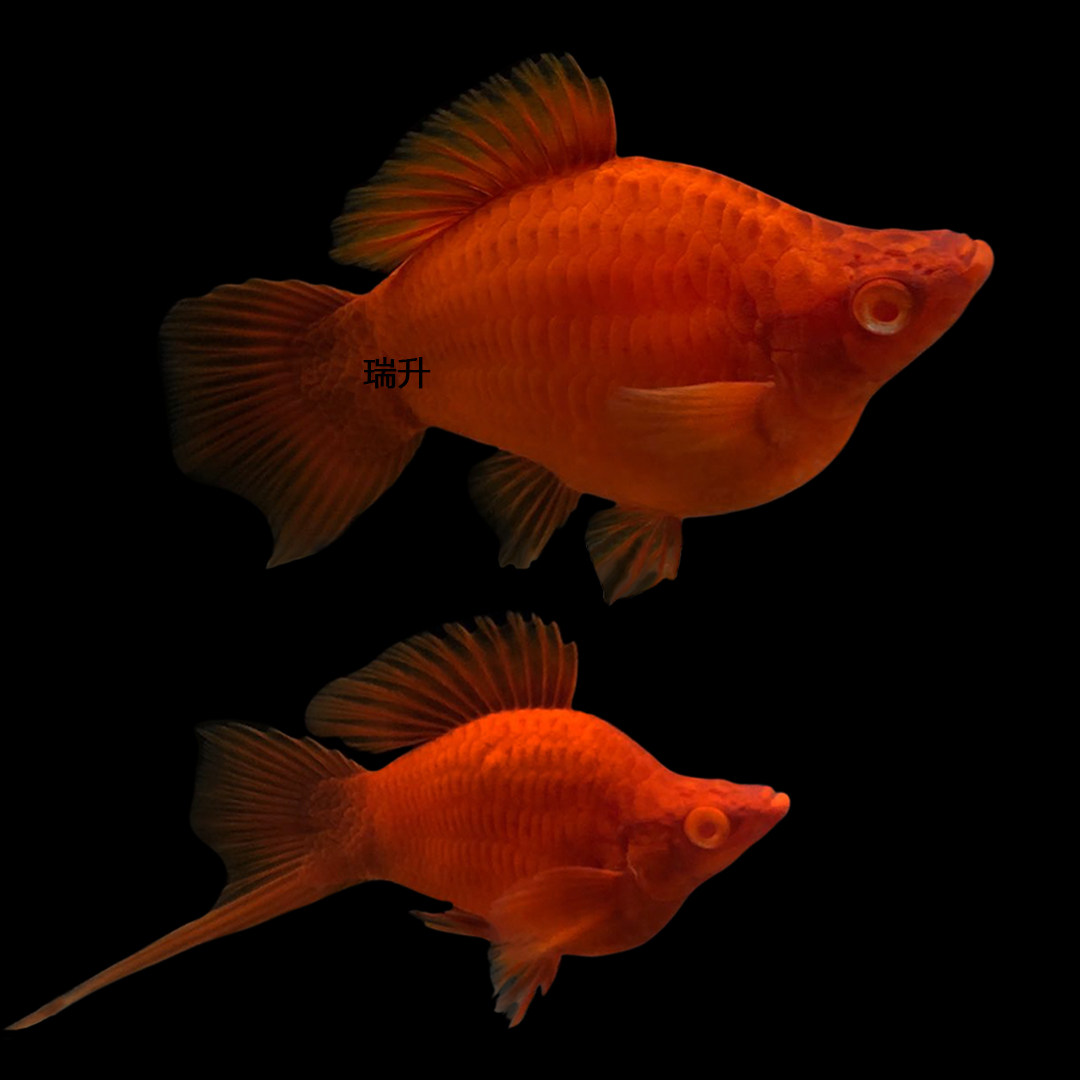 小型热带观赏鱼红箭球红剑球鱼剑尾鱼孕母胎生下崽鱼