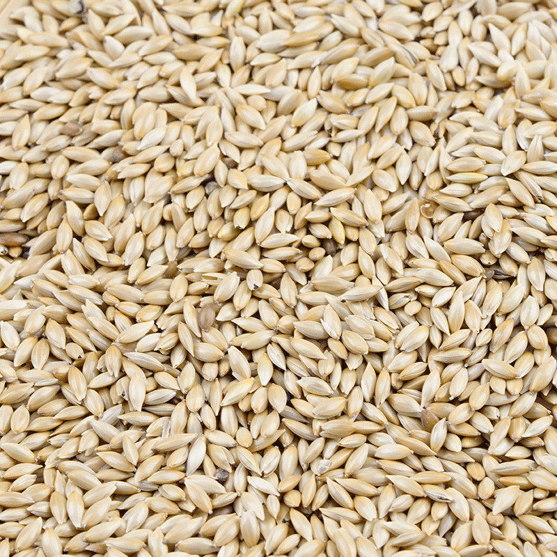 进口加纳鹦鹉鸟食油尖白尖粟草庐籽鸟5斤鸟食