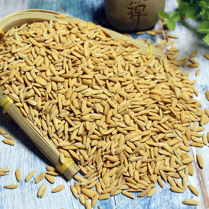稻谷带壳水稻谷子500g农家饲料早稻喂鸡鸭鹅其它粮食