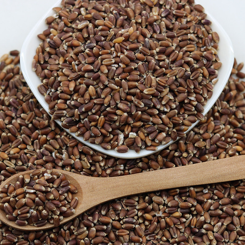 励仁黑燕麦 富硒黑麦仁米5斤黑小麦全胚芽黑麦五谷杂粮农家粗粮