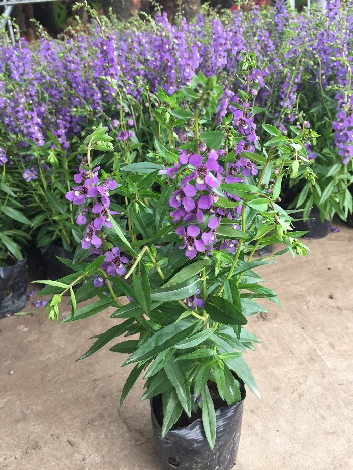 彩雀盆栽夏季开花不断室外庭院阳台耐热多年生时令草本花卉