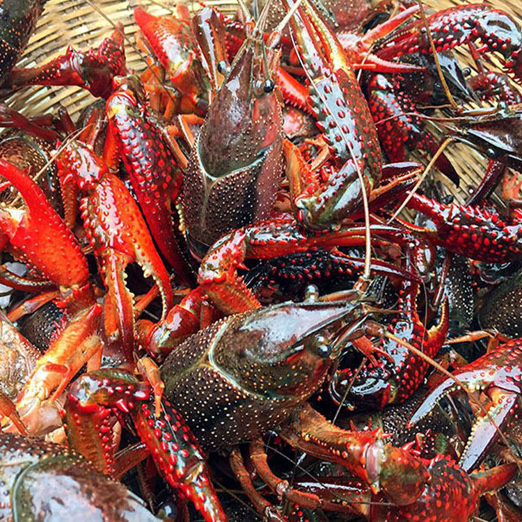 小龙虾鲜活1两以上超大清水养殖青虾红壳特大活虾