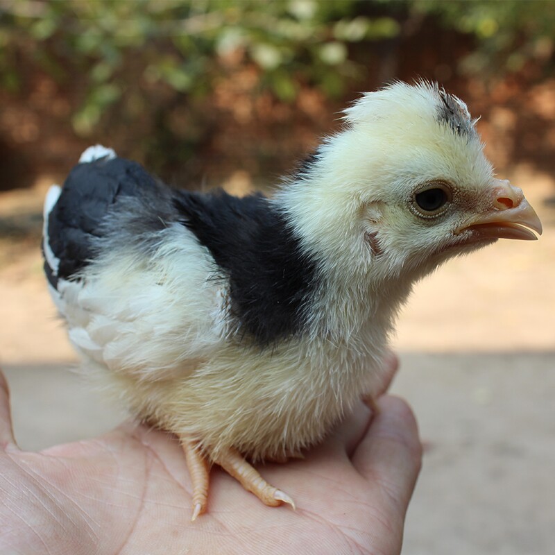 种蛋纯正贵妃受精高产土鸡受精卵孵化小鸡鸡蛋鸡蛋