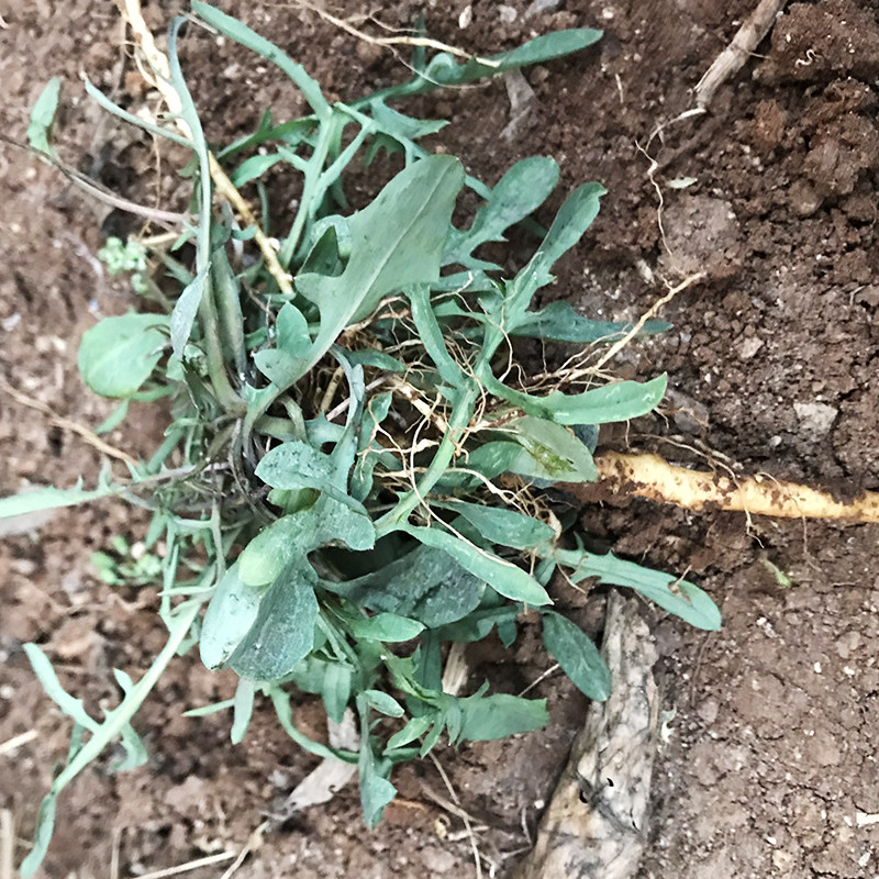 沂蒙山野生苦菜500g新鲜苦菜苦斋婆现挖野菜干煲汤苦斋菜一份包邮