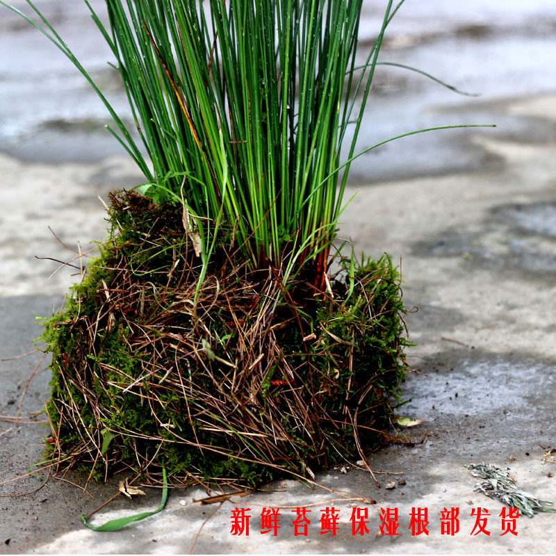 灯芯野生草苗盆栽灯心草绿绿植造景龙须草植物绿植