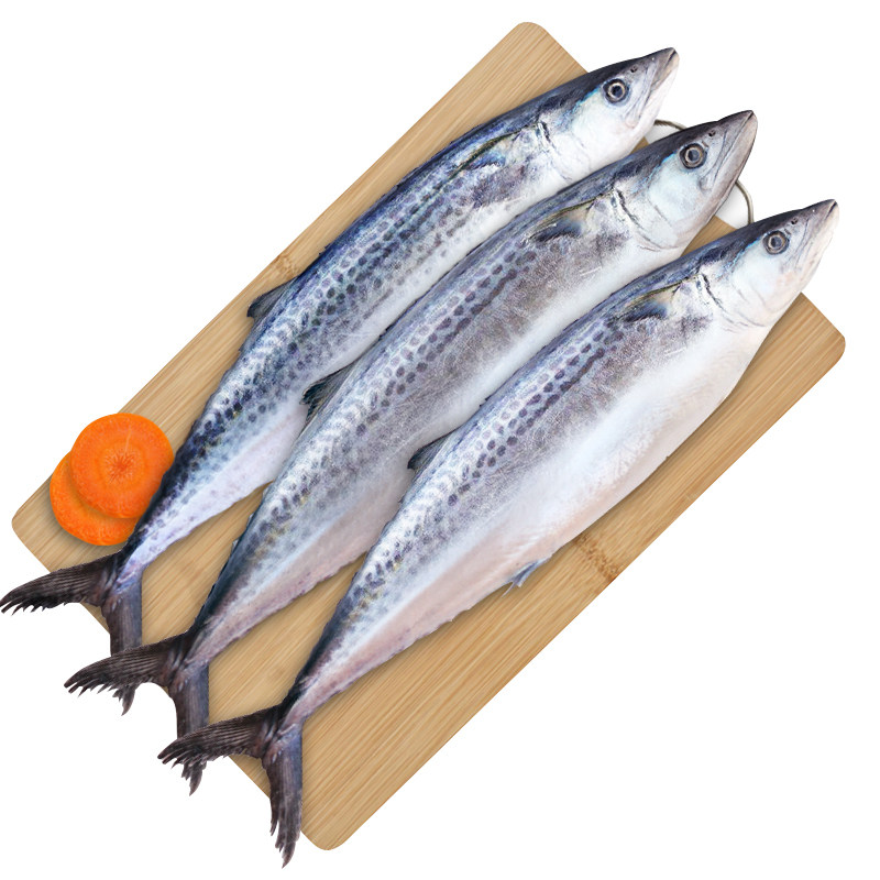 鲅鱼大连大鲅海鲜冷冻马鲛鱼新鲜大整条鲜活水饺马鲛鱼