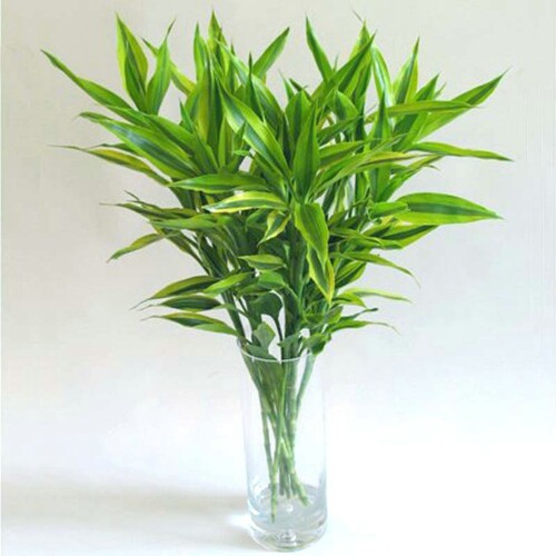 大叶富贵竹有带根水培植物转运竹水竹室内水养吸甲醛竹子盆栽包邮