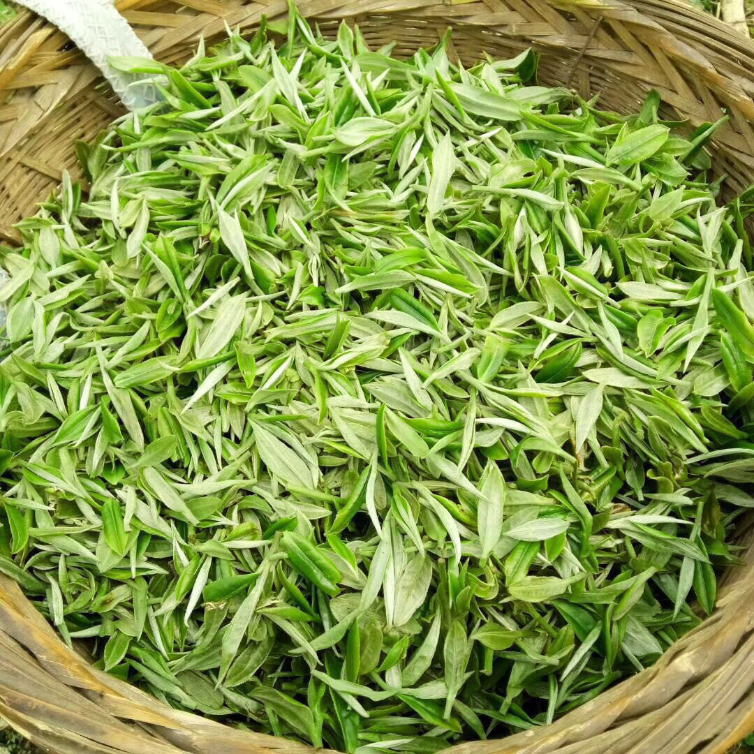 绿茶古丈毛尖茶叶2021新茶明散装高山云雾浓香其它绿茶