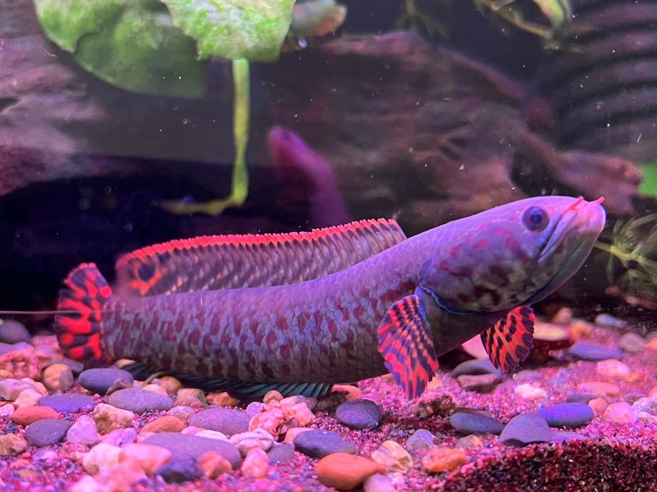 巧克力雷龙鱼龙鱼耐养七彩雷鱼淡水观赏活体f1鱼