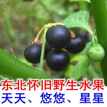 种子悠悠野生龙葵星星黄悠悠苗子盆栽东北黑天家庭园艺种子