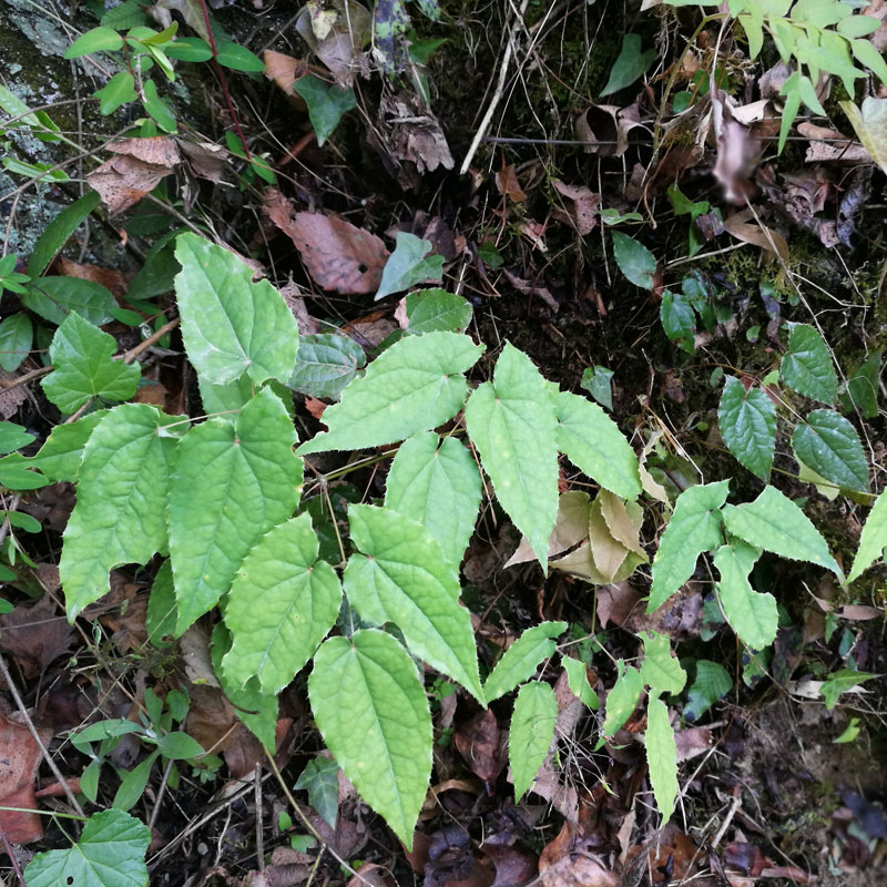 四川新鲜淫羊藿整株叶根淫羊霍种苗种子泡酒泡茶 野生淫阳藿250克