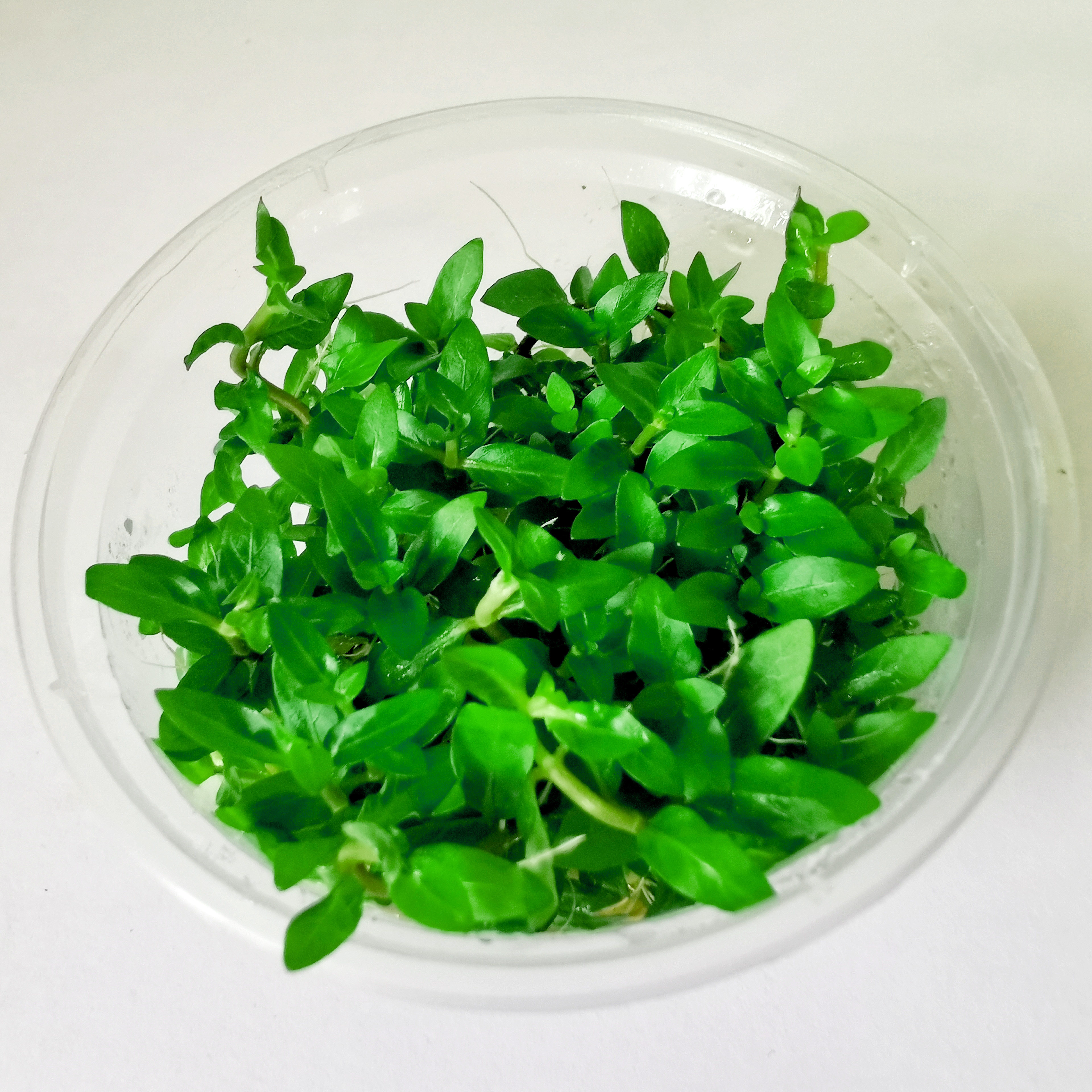 叉柱南美前景水下活体水草水草