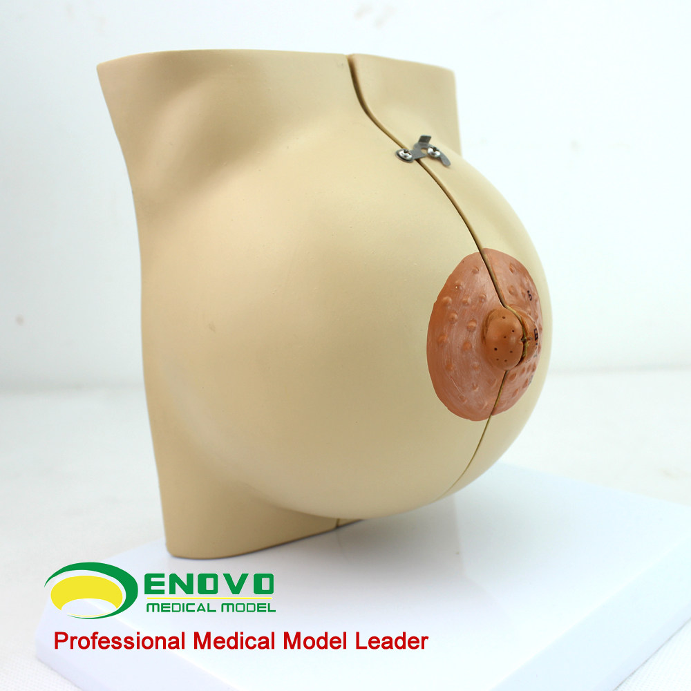乳房女性静止止期模型乳腺解剖美容微整妇产科其他模型玩具