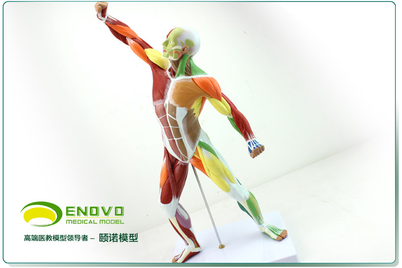 enovo颐诺正品人体全身运动浅层肌肉解剖运动系统彩绘结构模型