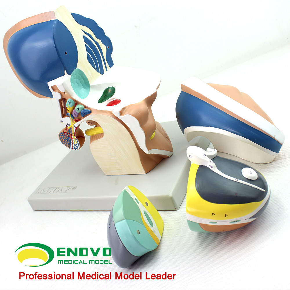 模型间脑enovo颐诺医学人体端脑丘脑直观大脑教学仪器