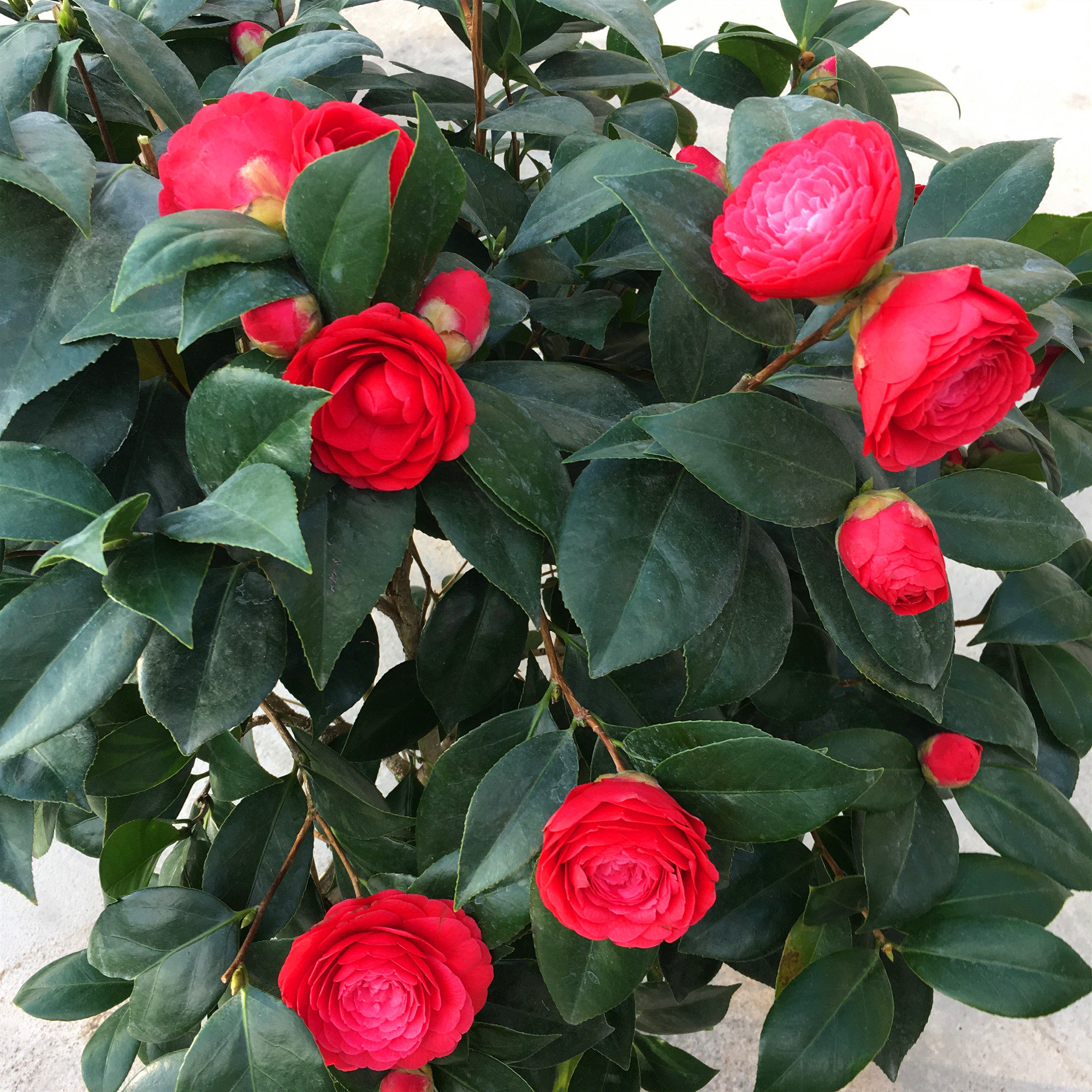 盆栽红赤山茶花六角大红树苗室内室内外外带花苞时令草本花卉