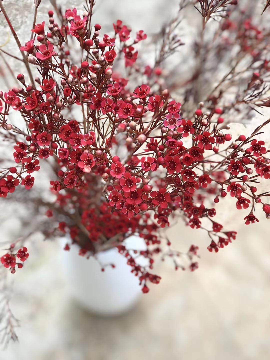 澳洲平头腊梅鲜花云南南昆明基地直发花花束鲜花速递同城