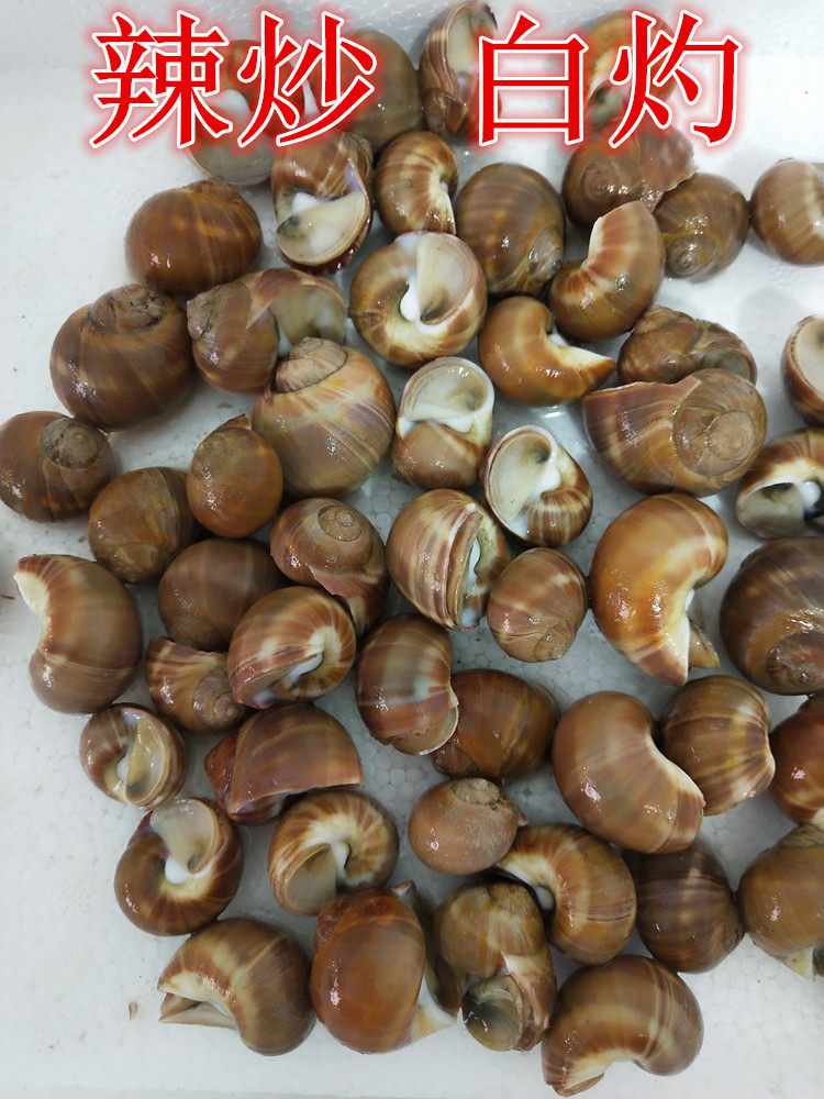 海鲜丹东罗海鲜3斤贝类油螺肚脐东港螺小小花贝类制品