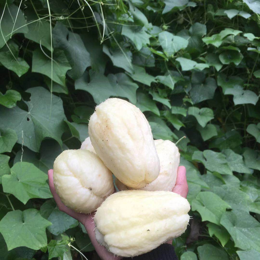 新鲜捧瓜窝瓜扶手洋瓜种龙须菜种苗佛手种子应季佛手瓜