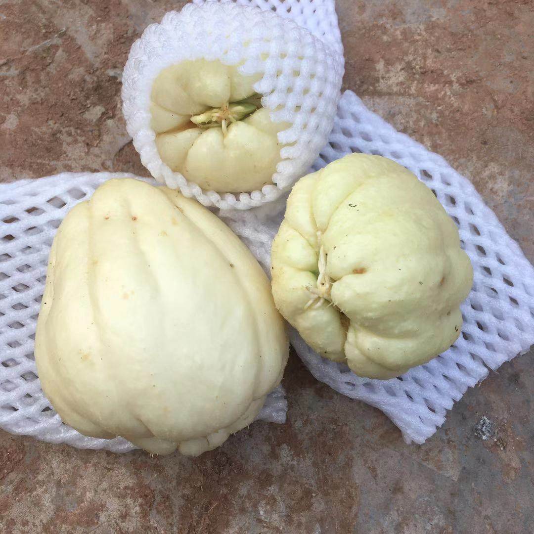 新鲜捧瓜窝瓜扶手洋瓜种龙须菜种苗佛手种子应季佛手瓜