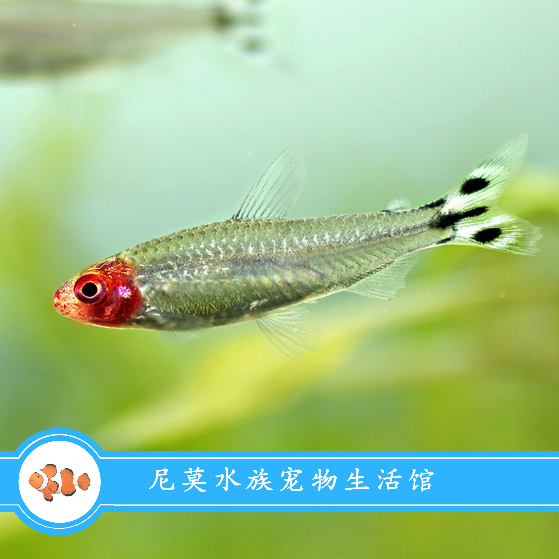 红鼻剪刀活体观赏鱼热带鱼淡水鱼冷水鱼小型鱼群游灯科鱼