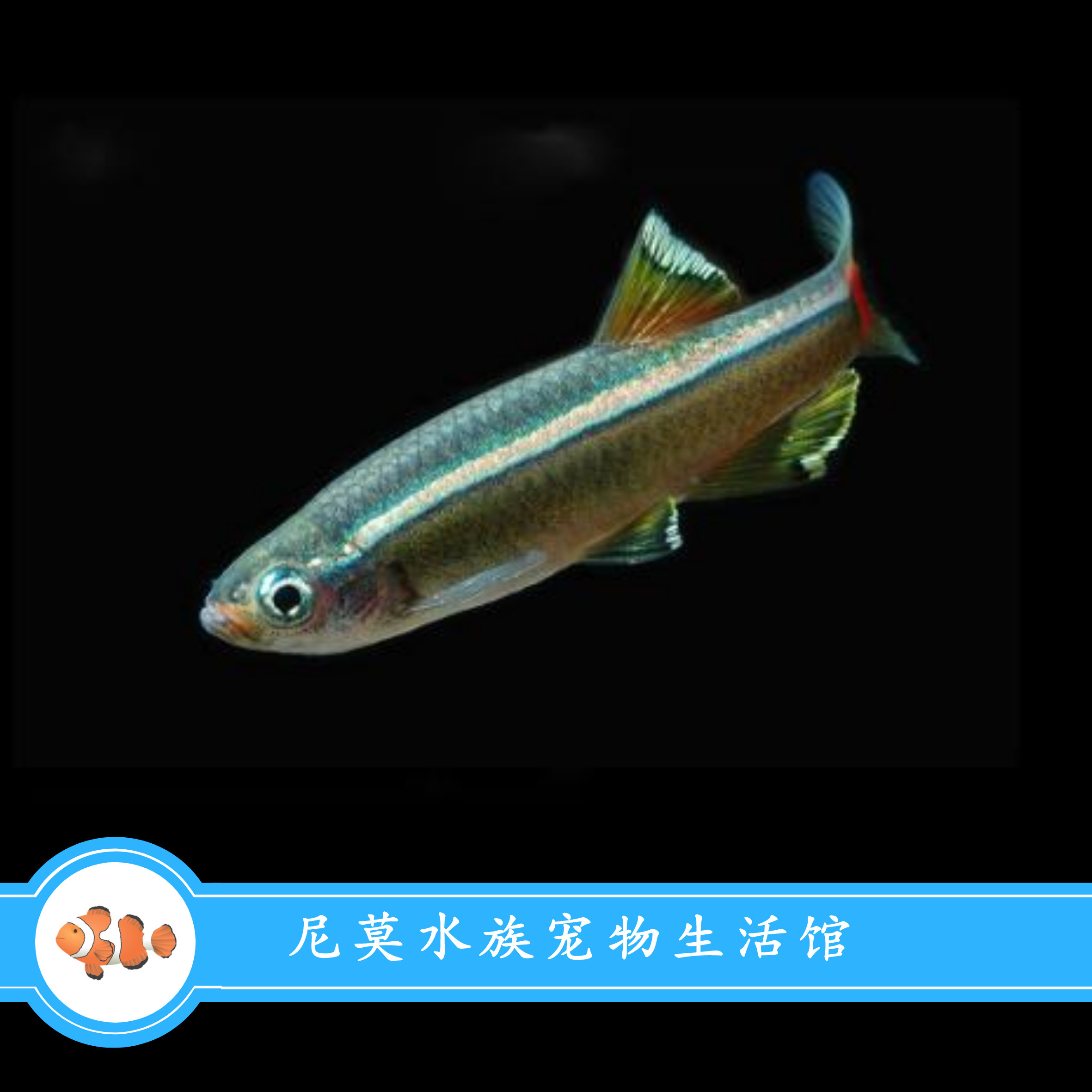 白云金丝冷水观赏鱼活体小型群游原生鱼包油膜鱼