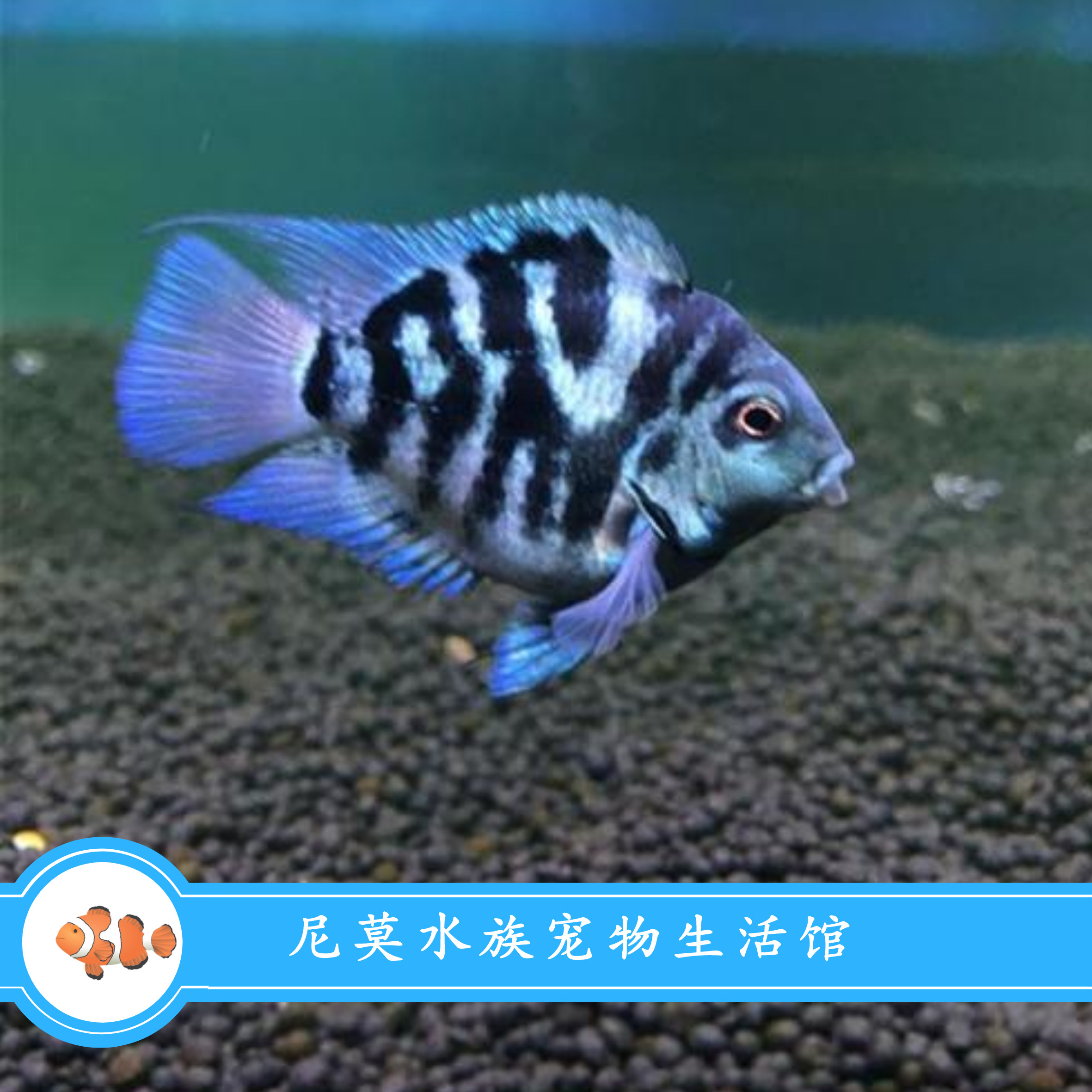 迷你鹦鹉鱼活体小型热带鱼观赏观赏鱼鱼苗稀有有鱼鱼