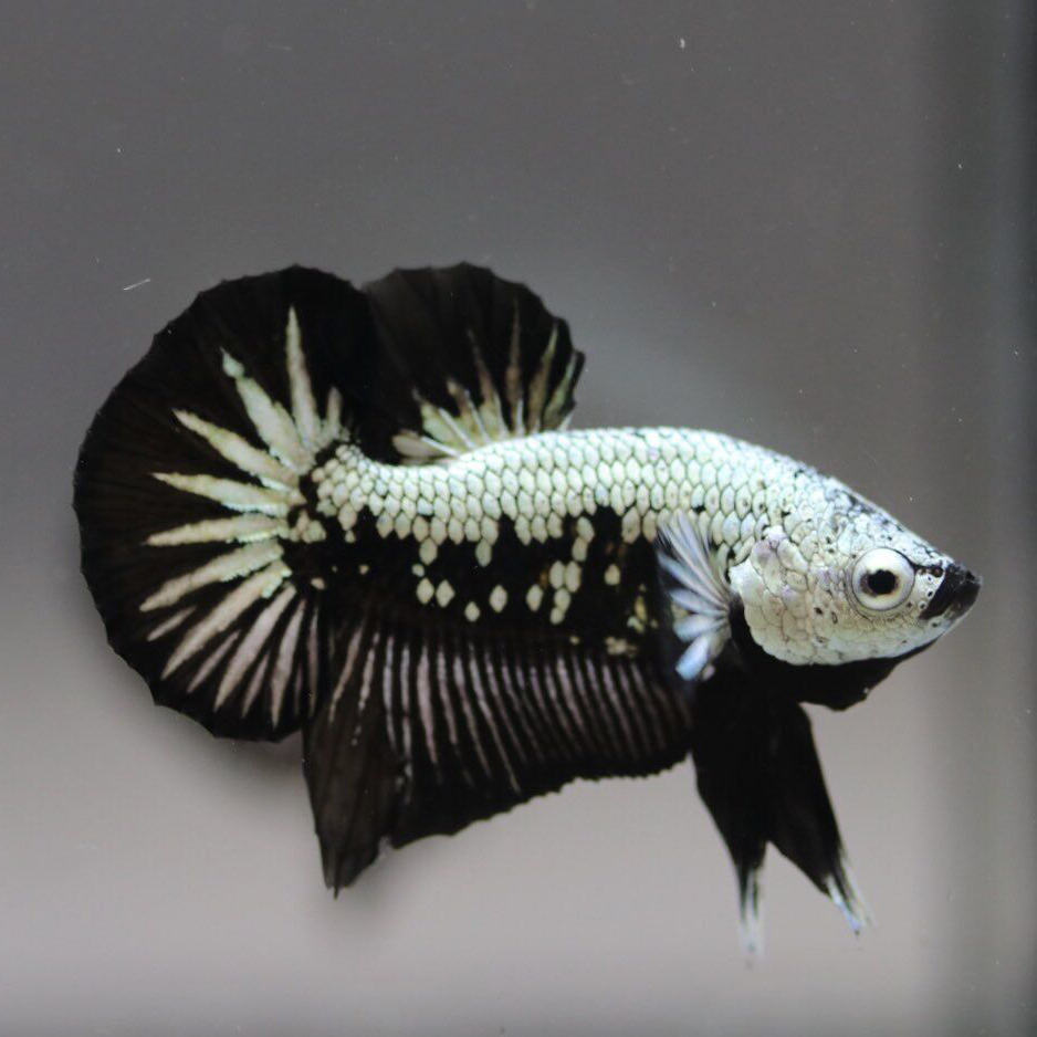 泰国斗鱼活鱼包邮大耳半月将军马尾狮王印尼鱼