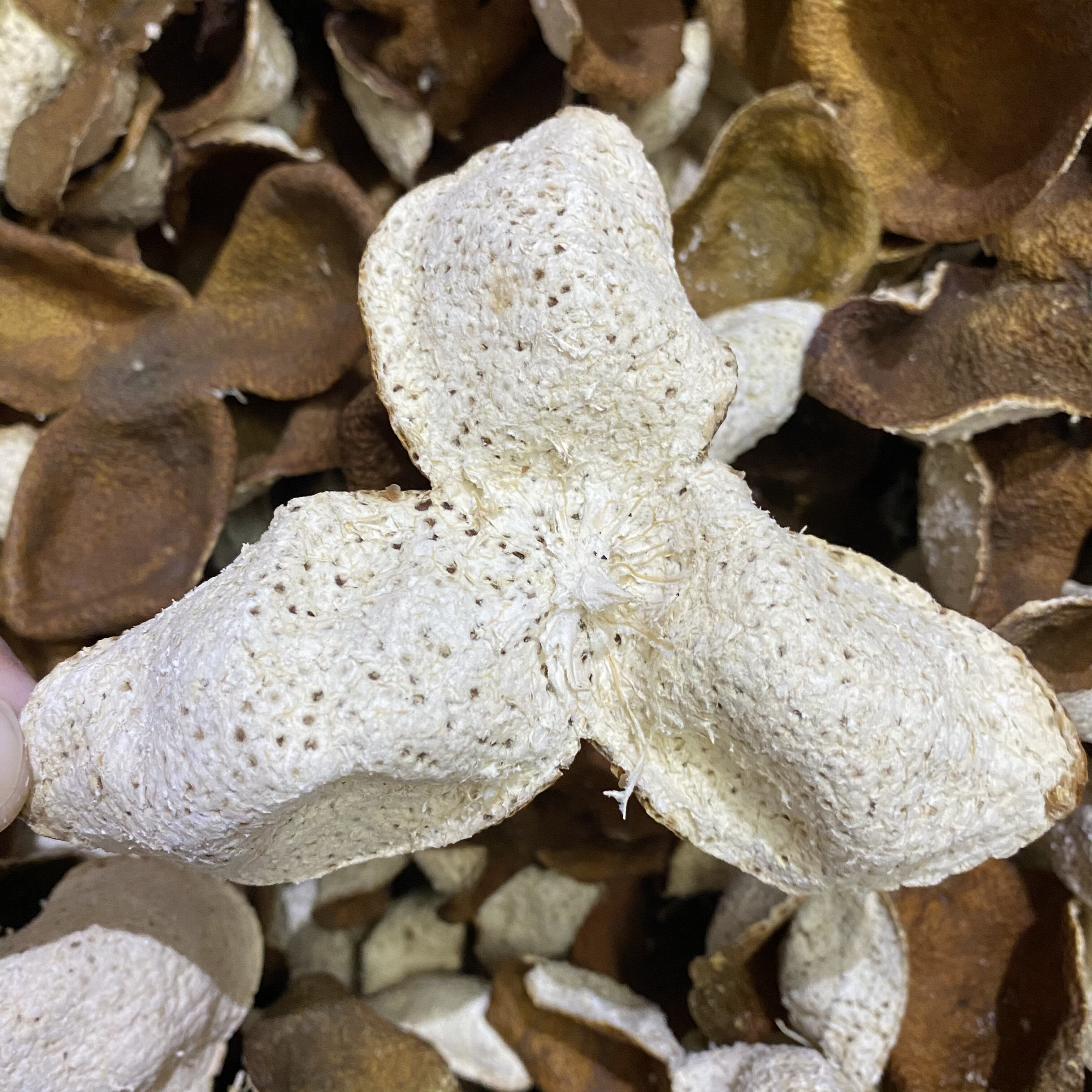 鼎雄厂家直销2020年新会梅江圈枝红皮9年老树陈皮