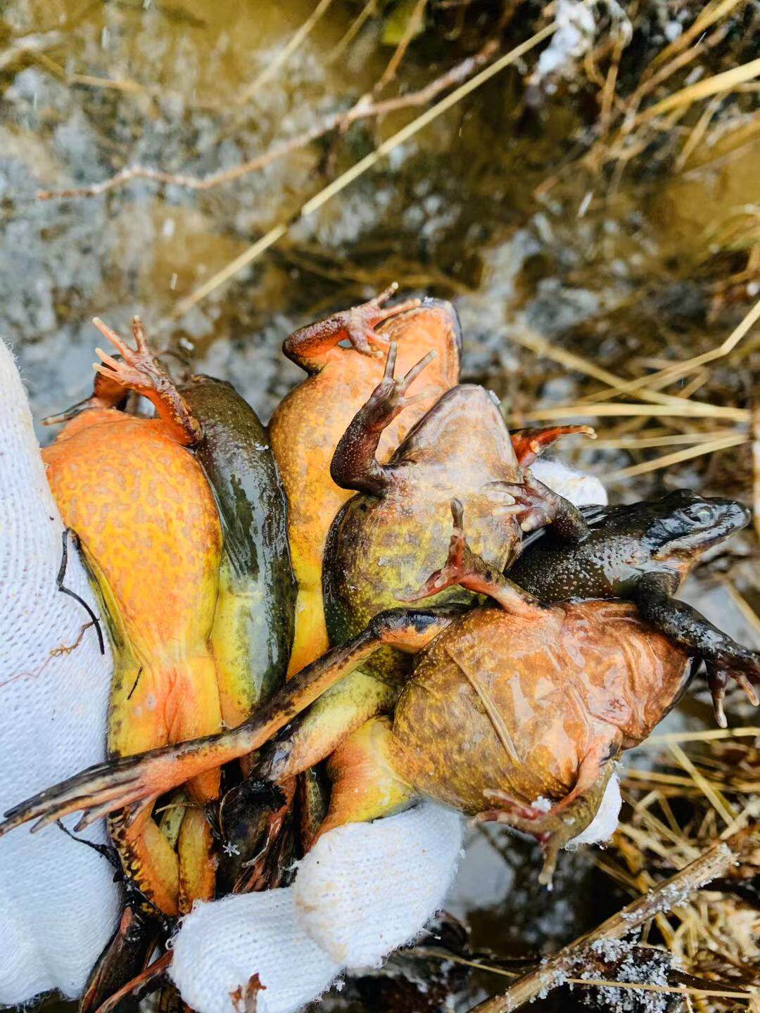 林蛙 东北活林蛙母蛤蟆母豹子新鲜雪蛤活林蛙每斤13-19只/斤_双氙车灯