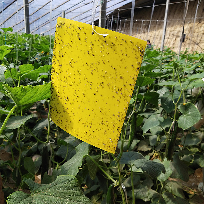 双面黄板粘虫板纸黄色植物捕诱虫板果蝇粘板其它园艺用品
