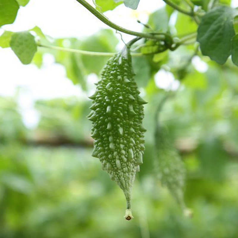 弘强 山苦瓜 苦瓜茶 苦瓜片 苦瓜干福建迷你小苦瓜茶花草茶花茶