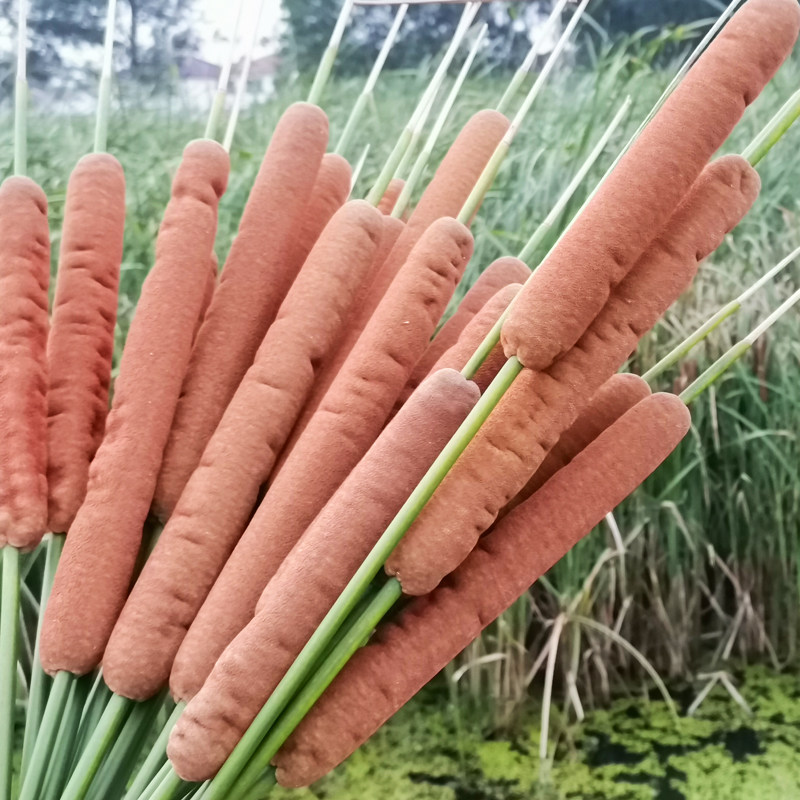 自然蒲棒真花花束客厅摆设家居装饰插花材料摆件干花