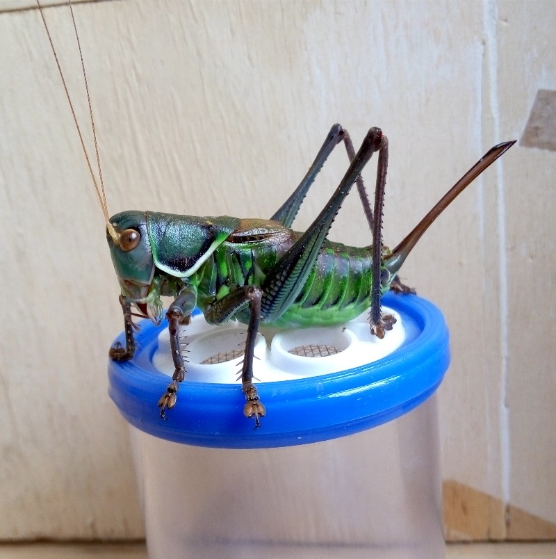 蝈蝈铁皮活体繁殖蝈蝈山青绿卵多爬虫虫鸣宠物其他爬虫