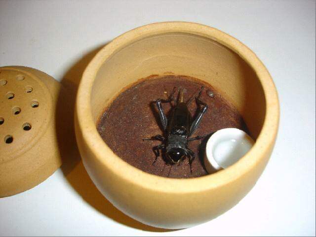 包叫包死亡冰糖紫西瓜头蚡房直销缎子青无水黑虫油葫芦鸣虫