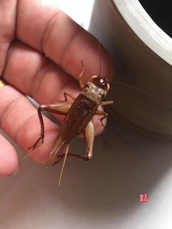 精品黑虫油葫芦活体鸣虫北京自家份房产水音儿足爬宠