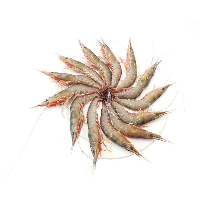 集鲜猫东海野生滑皮虾新鲜鲜活条虾活皮虾海鲜水产鹰爪虾海虾对虾