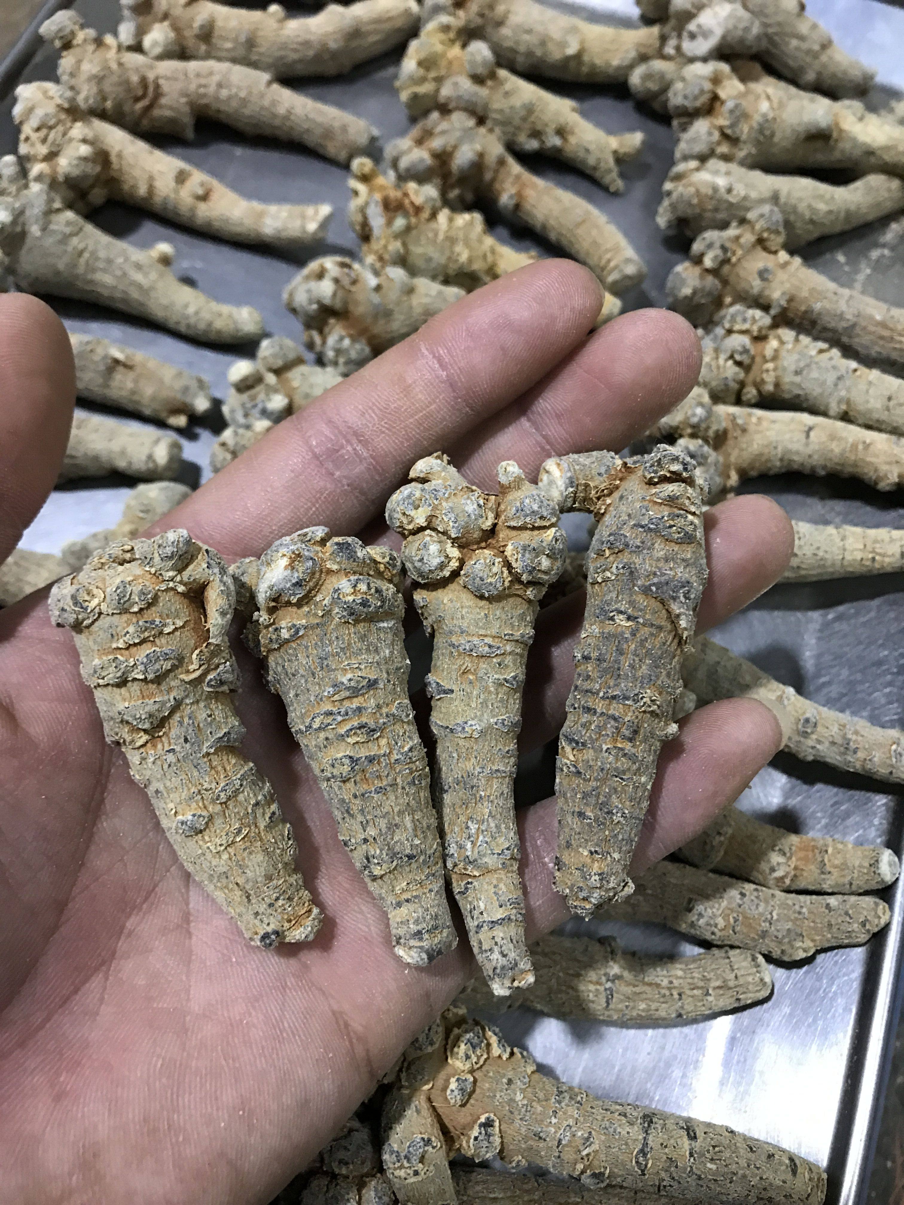 云南文山人参形春三七特级20头30头40头不是三七