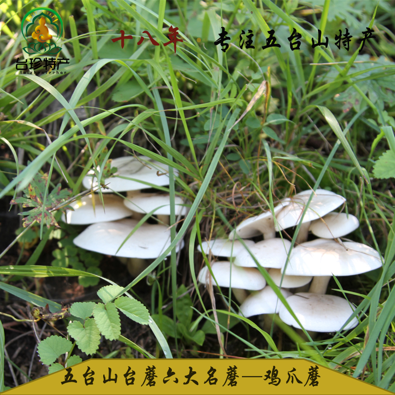 台珍特产山西忻州五台山野生台蘑干货鸡爪蘑菇香菇类