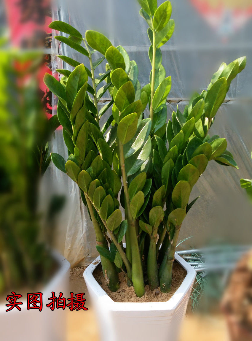 开业钱窜原盆辅射净化空气绿植招财树盆栽小苗钱树绿植